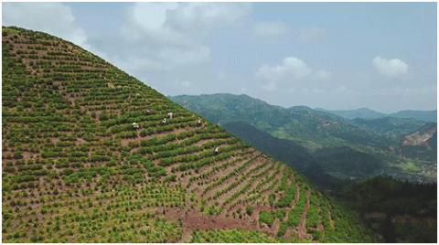 广东省高山排名，探寻岭南之巅